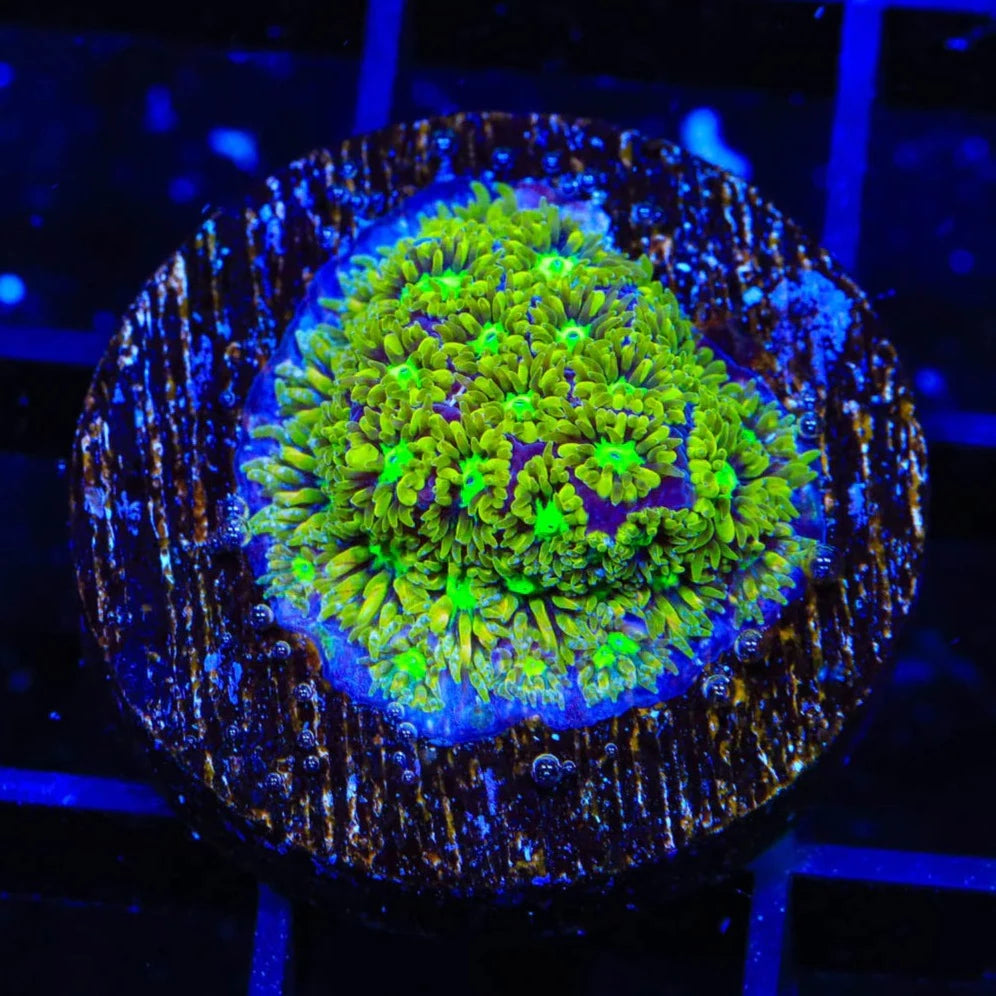 TSA Electric Daisy Leptastrea Frag B9