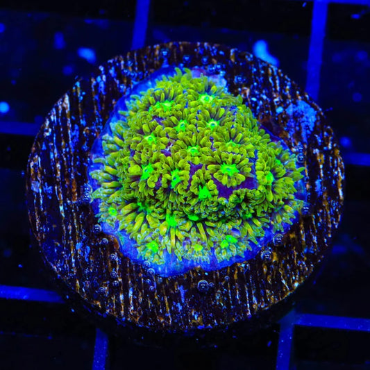 TSA Electric Daisy Leptastrea Frag