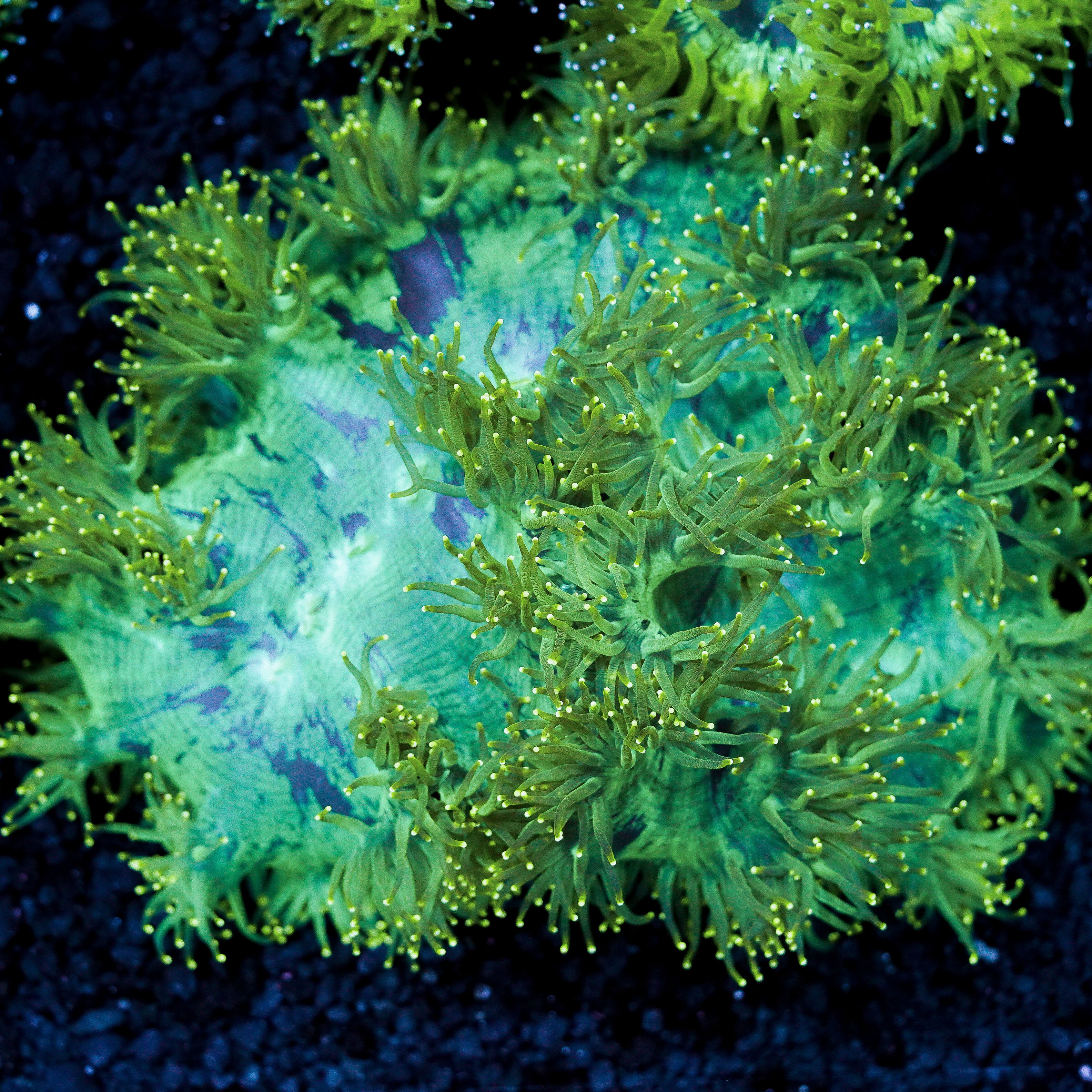 Peach Tipped Elegance Coral Colony