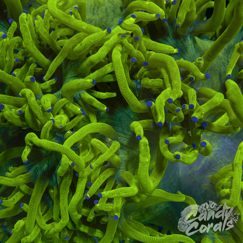 Super Bright Lemon Drop Ultra Elegance Coral Colony