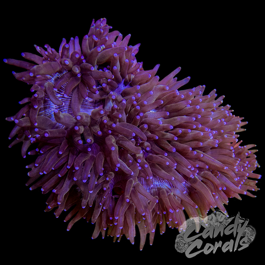 Red Mouth Elegance Coral Colony WYSIWYG 2