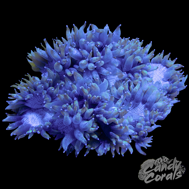 Blue Tone Elegance Coral WYSIWYG 6