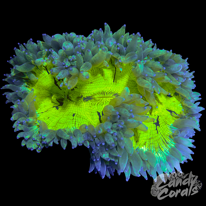 Elegance Coral WYSIWYG 7