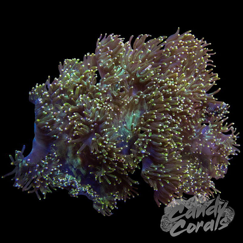 Peach Tipped Elegance Coral Colony