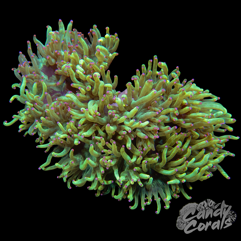 Pink Tipped Elegance Coral Colony WYSIWYG 7