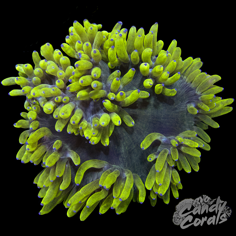 Small Yellow Tentacle Elegance Coral Colony
