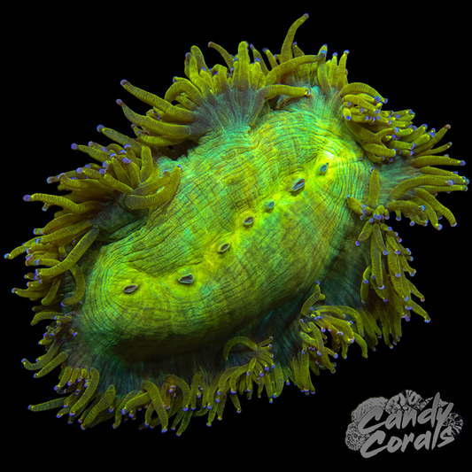 Super Bright Lemon Drop Ultra Elegance Coral Colony WYSIWYG 1