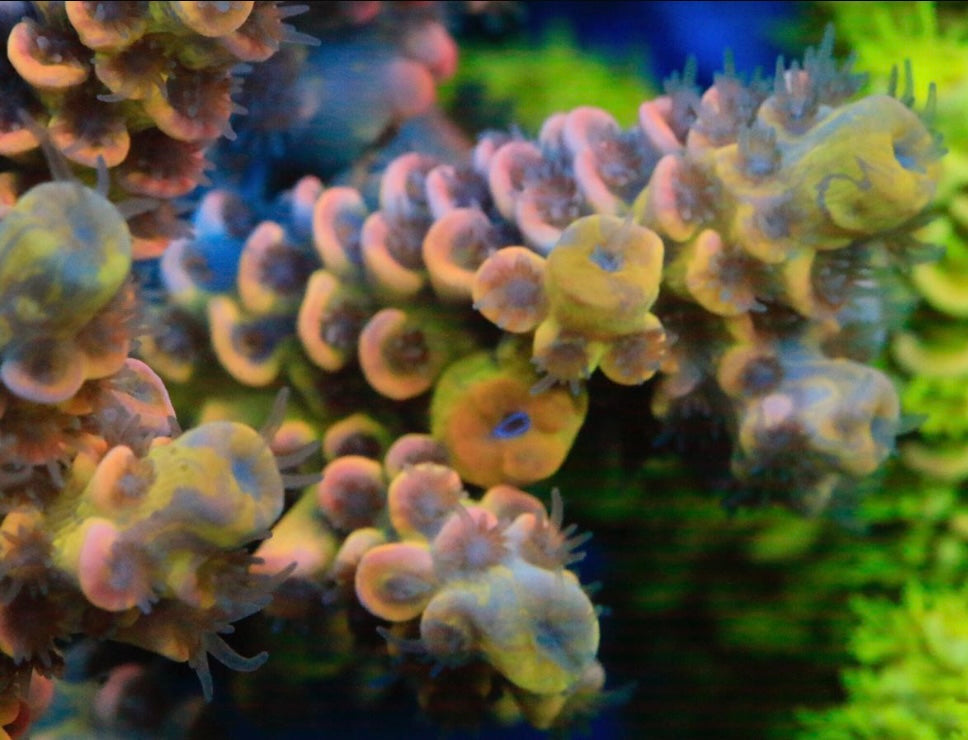 Bk Chem Fruit Loops Acropora Sp. Frag A35