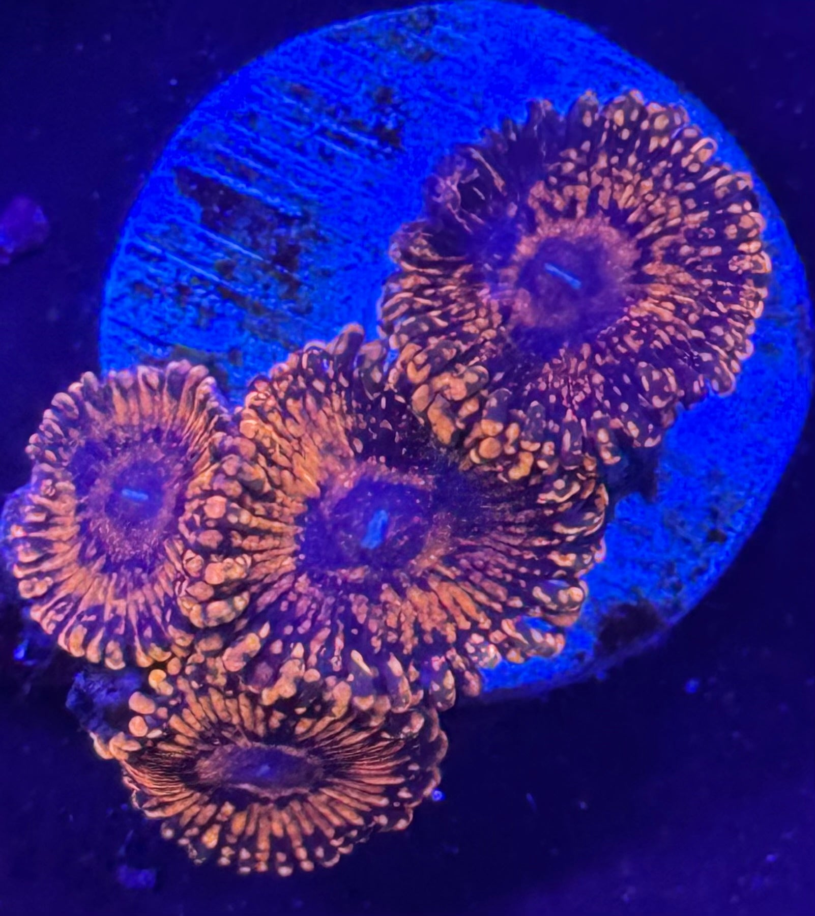 Mauls Zoa Per Frag Z88