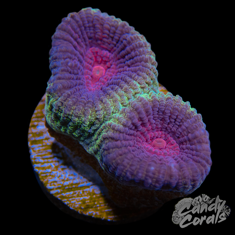 Christmas Favia Frag F9