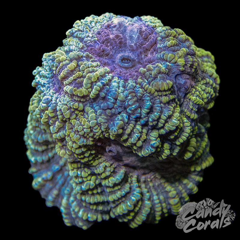 Life Saver Favia Frag