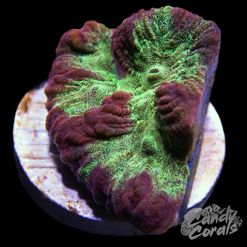 Rebel Yell Favia Frag