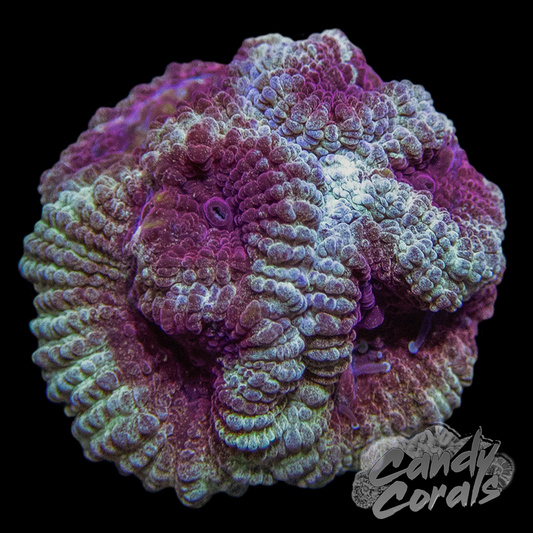 Green and Burgundy Favia Frag