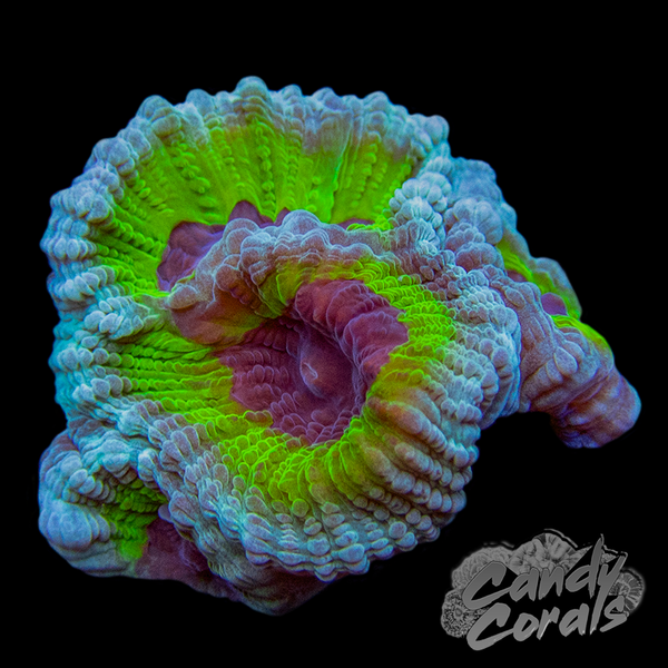 JF PPE Favia Frag F28 – Candy Corals