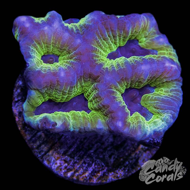 PPE Mimic Favia Frag F29