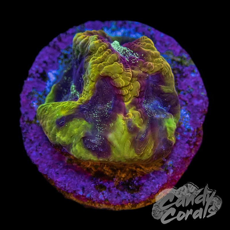JF Gold Rush Favia Frag F23