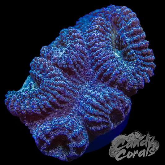 Periwinkle Favia Frag