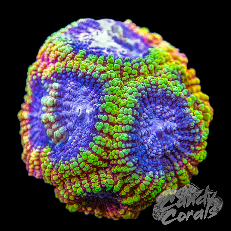 Rainbow Raptor Favia Frag