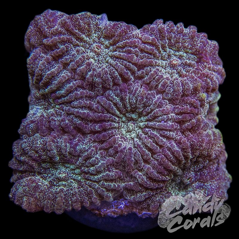 Pink Glitter Favia Frag