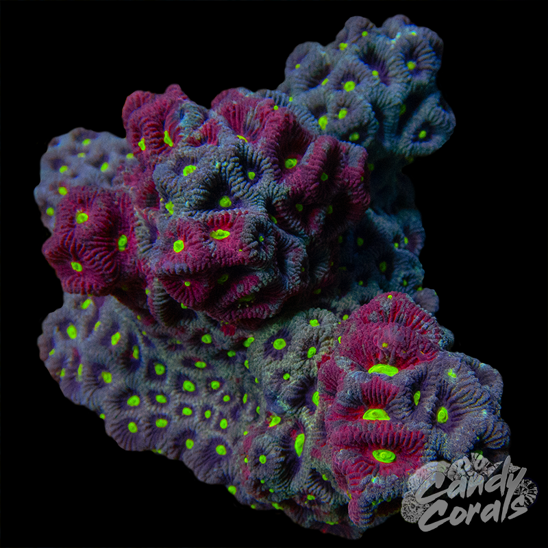 War Coral Favia Colony WYSIWYG 5