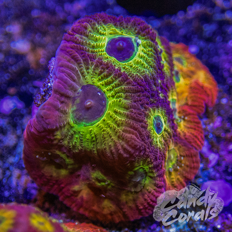 JF 001 Sector Favia Frag F21