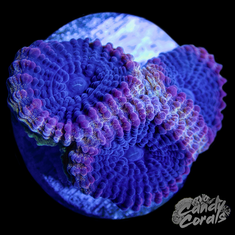 Raspberry Rose Favia Frag