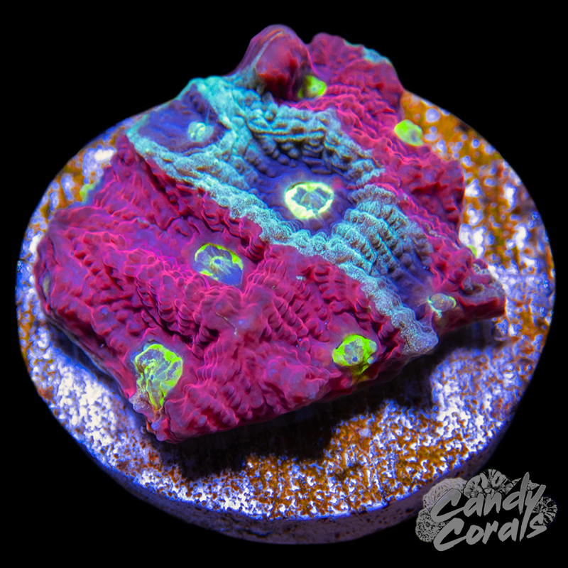 Blue and Red War Coral Favia Frag F22