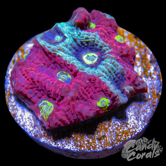 Blue and Red War Coral Favia Frag