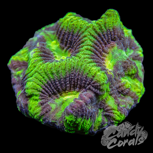 Ninja Turtle Maze Coral Frag