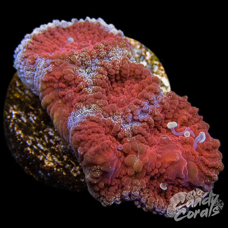 CC Blood Moon Favia F16