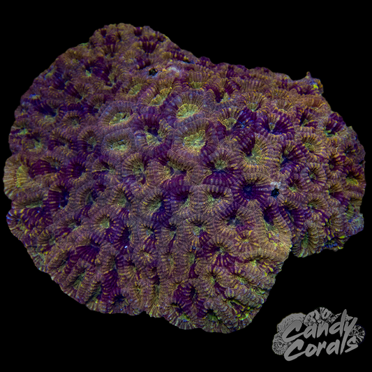 Ultra Favia Colony 4