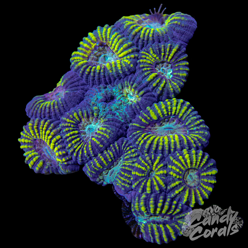 Favia Mini Colony WYSIWYG 2