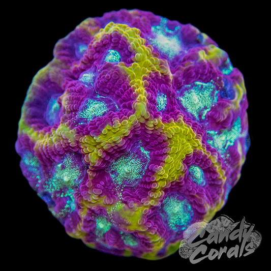 JF Gold Rush Favia Frag