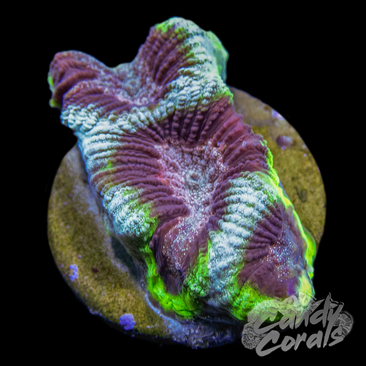 Rainbow Maze Coral Frag