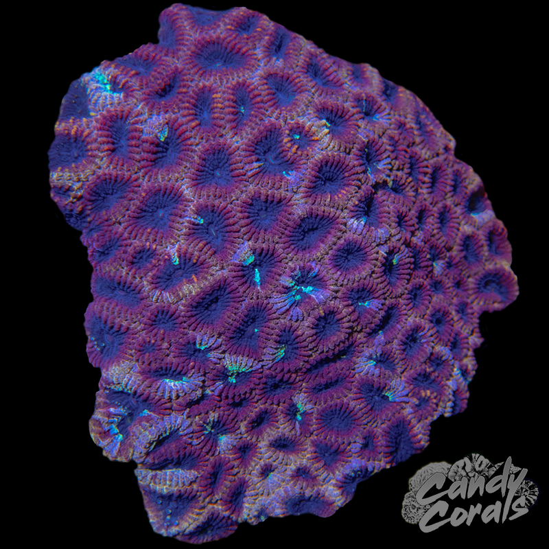 Ultra Favia Colony 5