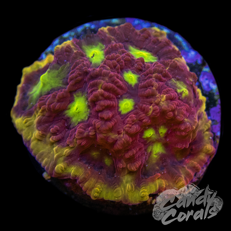 Blood Diamond Favia Frag F26