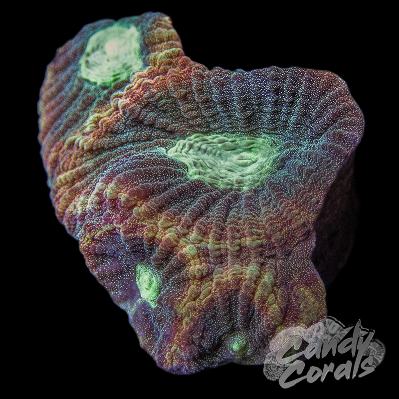 Reverse Dragon Soul Favia Frag F10