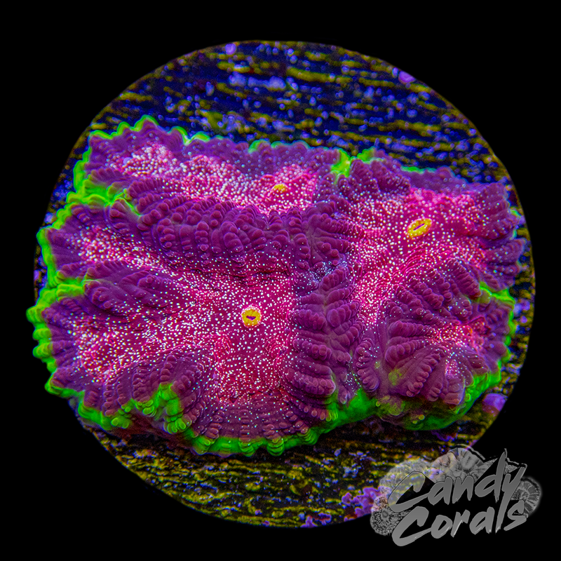 TSA Infection Favia Frag T24