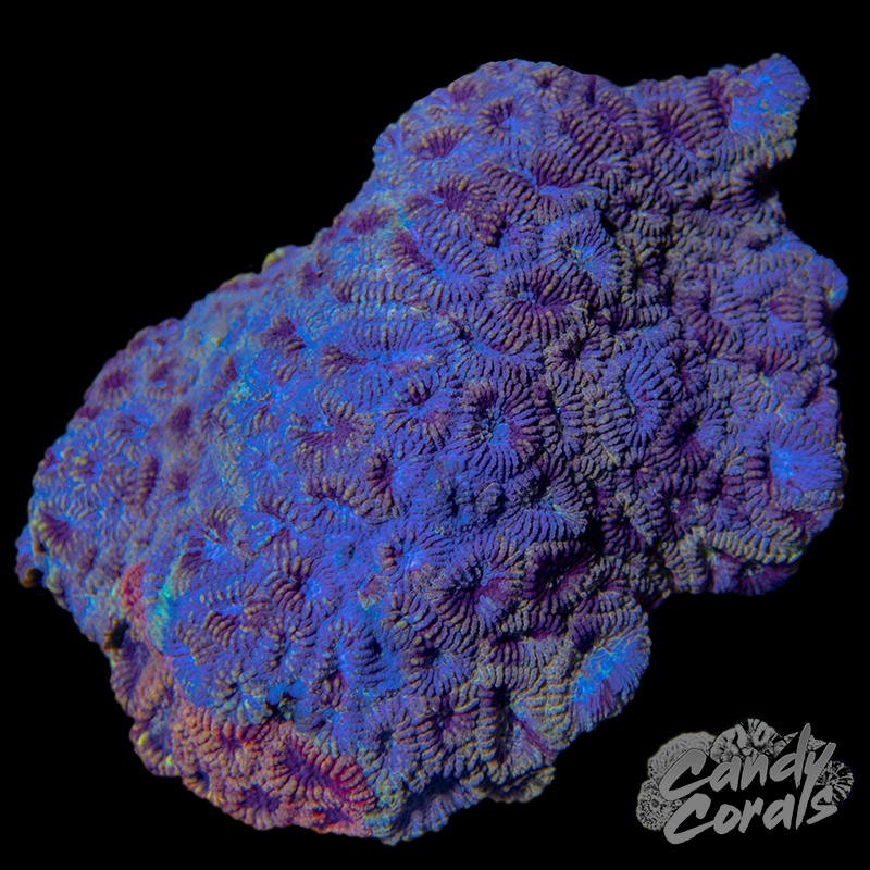 Ultra Favia Colony 6