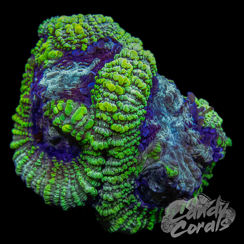 Mountain Sunrise Favia Frag F19