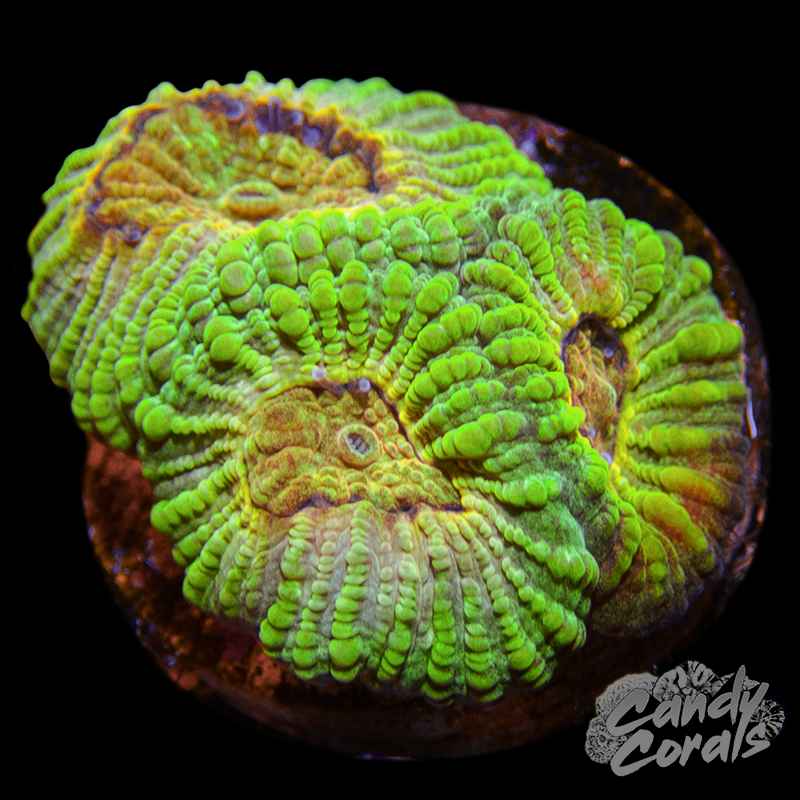 Type A Favia Frag F8