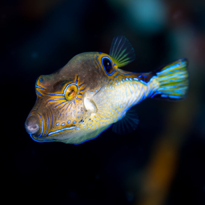 Caribbean Sharpnose Puffer