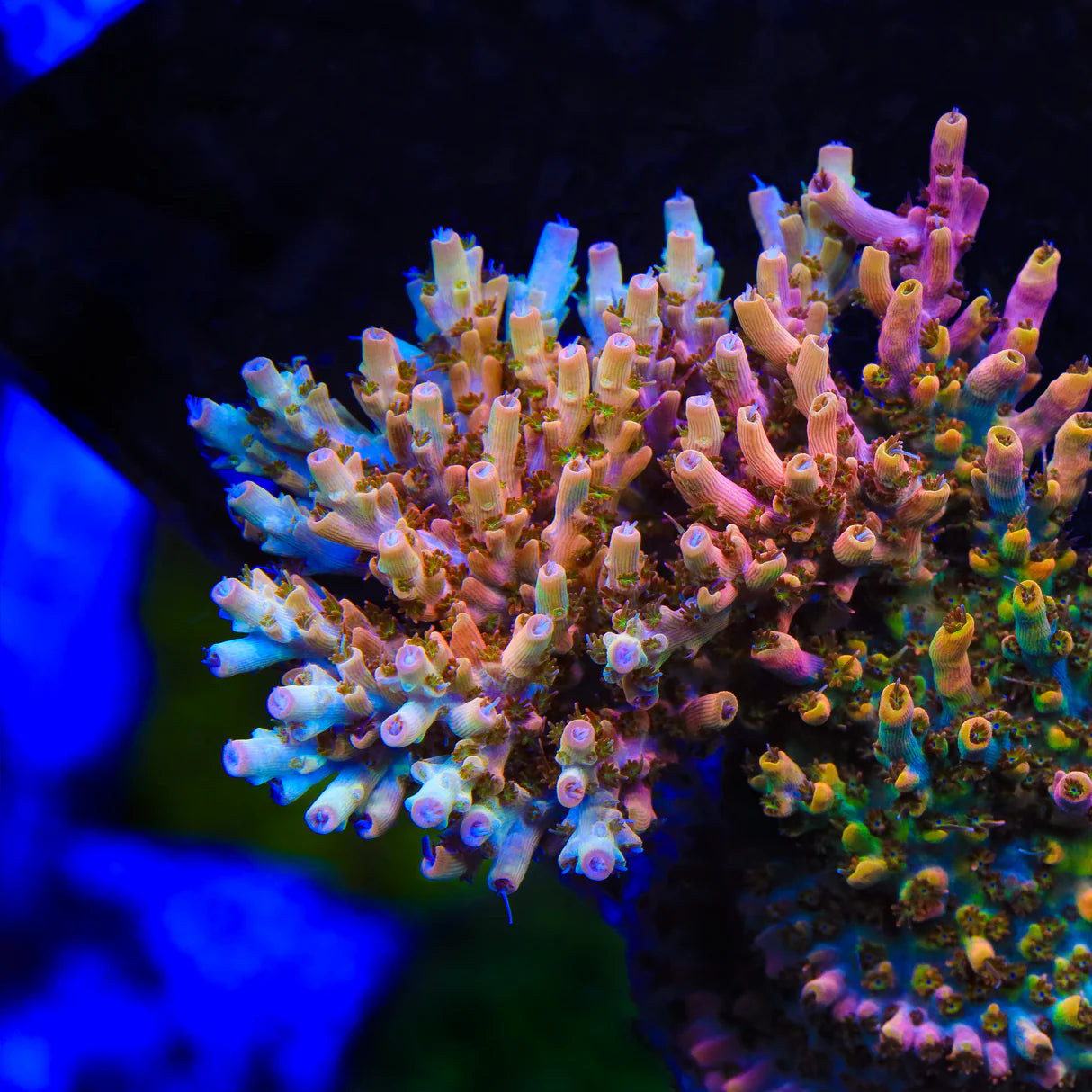 TSA Flower Bomb Acropora Frag