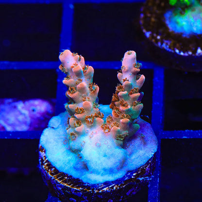 TSA Flower Bomb Acropora Frag