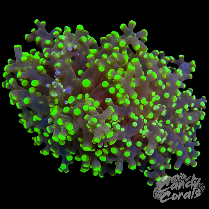 Yellow with Purple Splatter Frogspawn H27