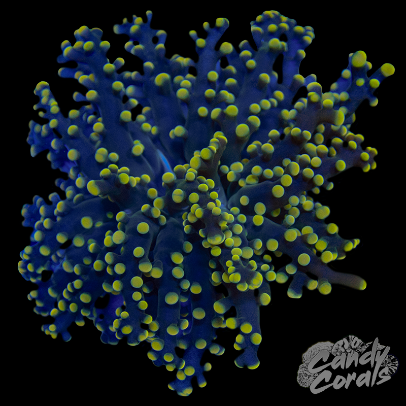 Frogspawn/Octospawn – Candy Corals