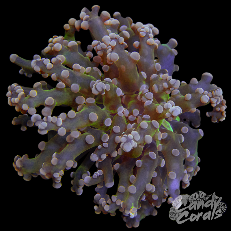 Green Based Pink Tipped Frogspawn
