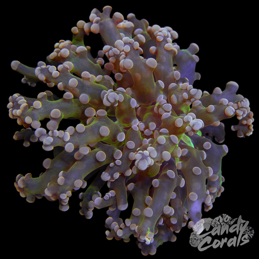 Green Based Pink Tipped Frogspawn
