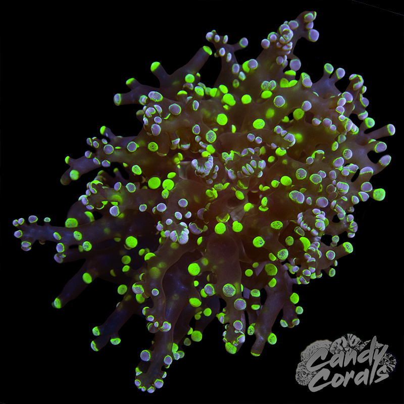 Yellow with Purple Splatter Frogspawn