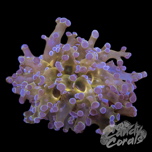 Gold Centered Frogspawn